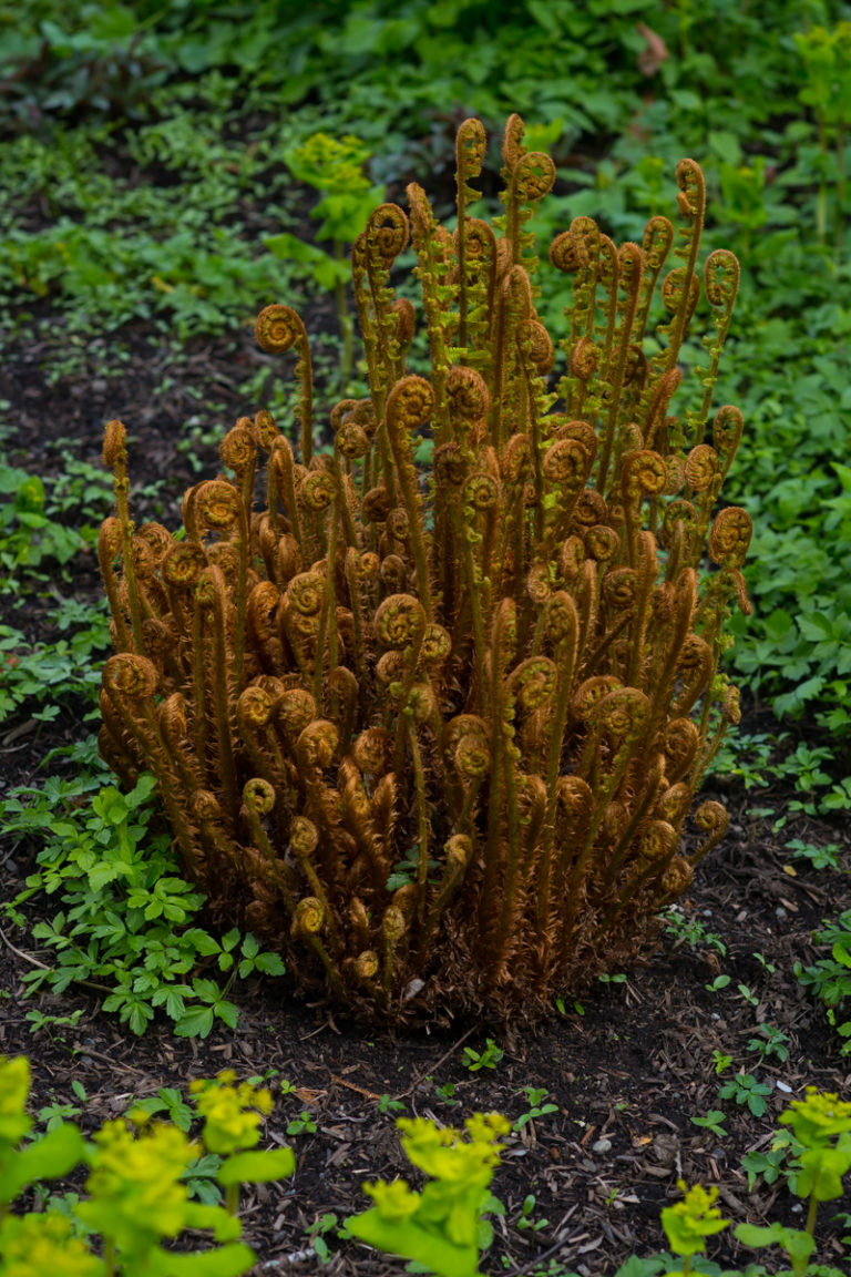 {wandering} Bellevue Botanic Garden, WA, April 2019