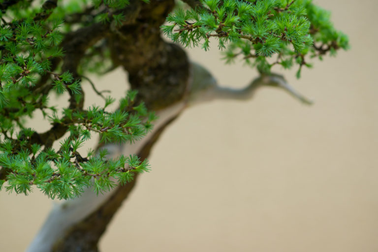 {wandering} Pacific Bonsai Museum, Rhododendron Garden & Point Defiance, WA, April 2019