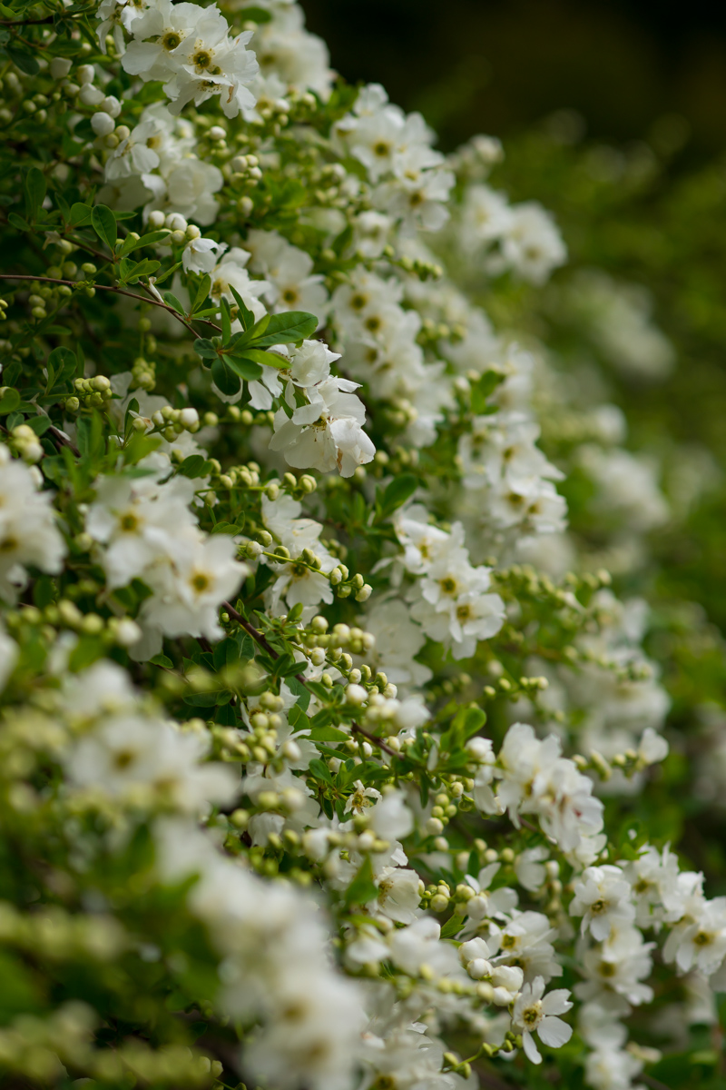 {wandering} Pacific Bonsai Museum, Rhododendron Garden & Point Defiance ...