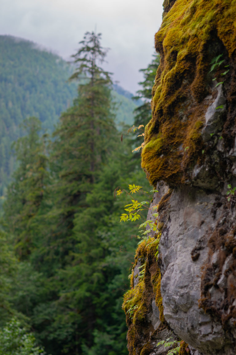 {wandering} Mountain Loop Highway, WA, August 2019