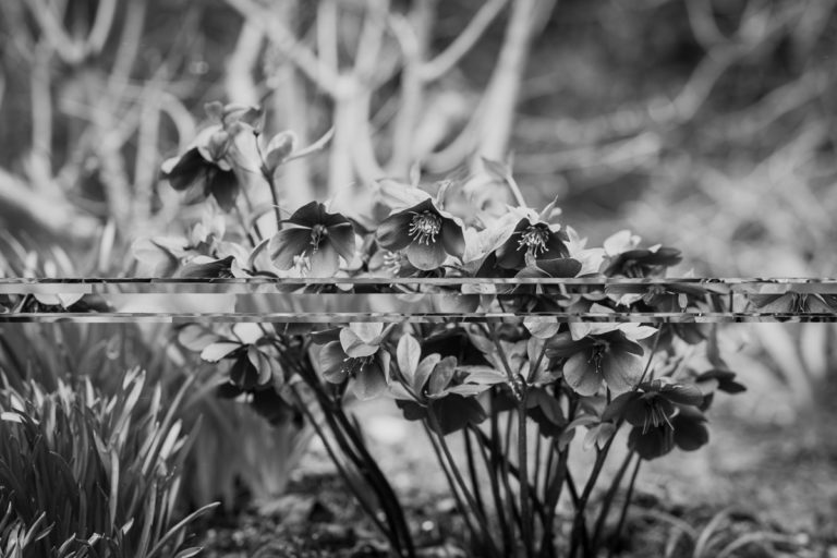 {wandering} Lake Wilderness Arboretum, Maple Valley, WA, April 2021