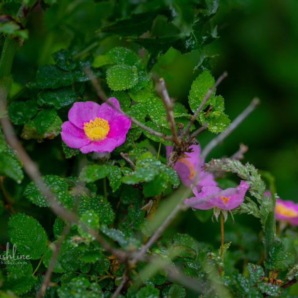 Pink wild roses bloom on a rainy day in Oregon. Raindrops sit like gems on the small green leaves.