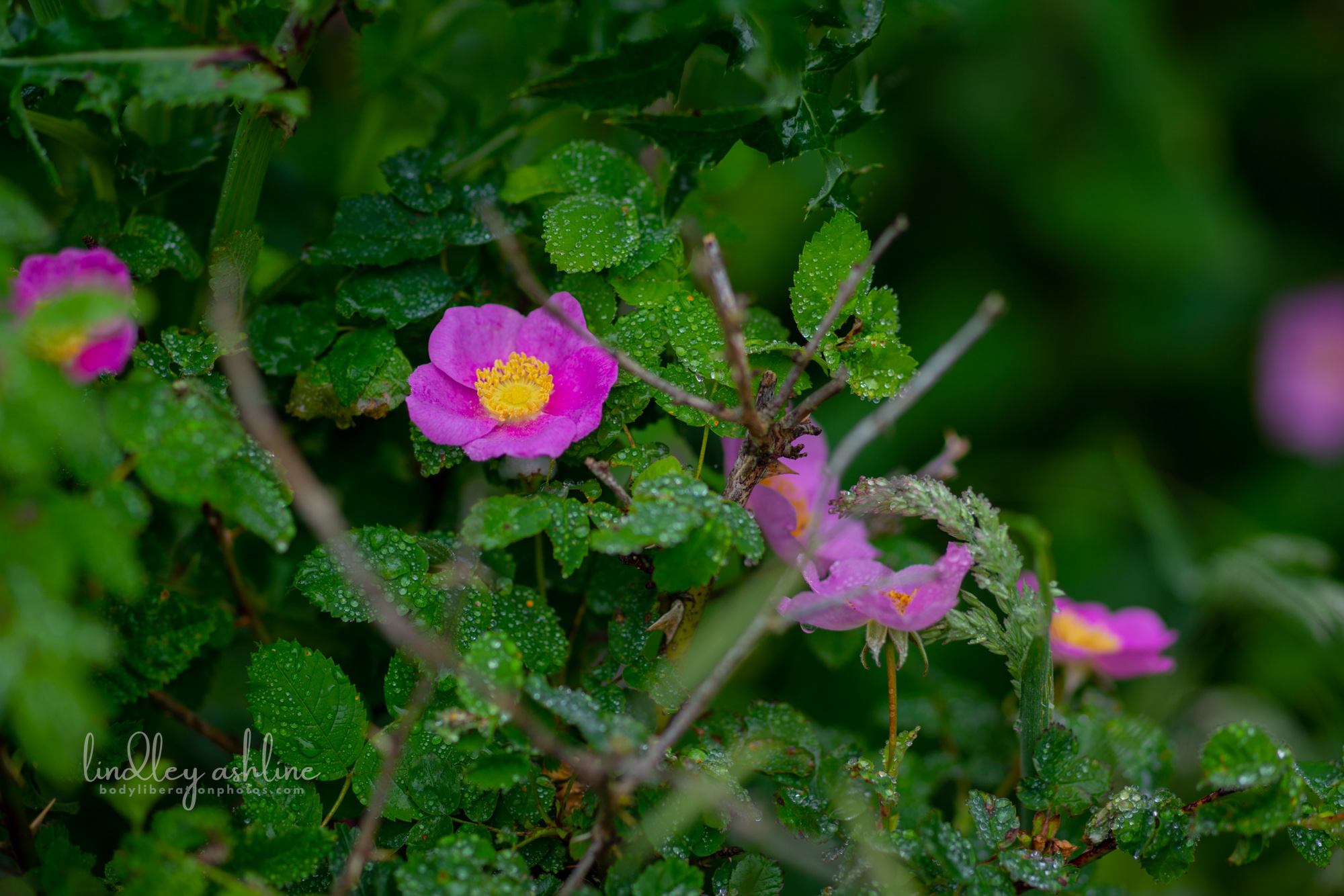 Pink wild roses bloom on a rainy day in Oregon. Raindrops sit like gems on the small green leaves.