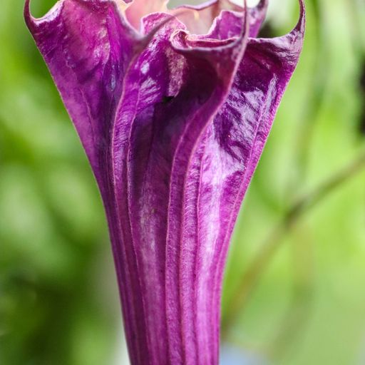A closed purple flower showing the veins along the petals