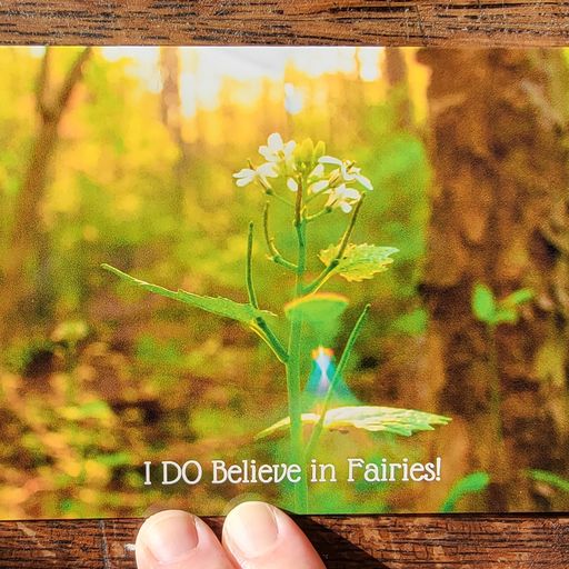 A white woman's hand holds a postcard with a photo of a white flower in a forest; the text reads "I DO believe in Fairies!"