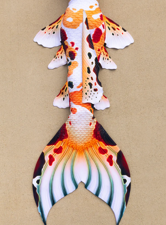 An image showing the back of an orange burgundy and white classic koi tail with extra fins laying on sand